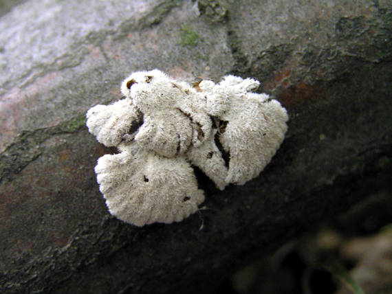 klanolupeňovka obyčajná Schizophyllum commune Fr.