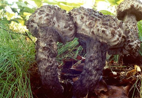 šiškovec šiškovitý - Šiškovec šupinatý Strobilomyces strobilaceus (Scop.) Berk.