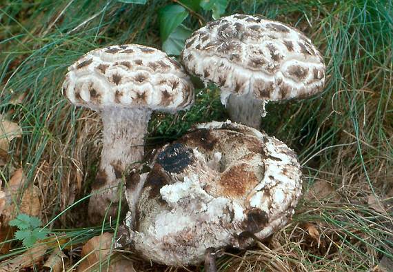 šiškovec šiškovitý - Šiškovec šupinatý Strobilomyces strobilaceus (Scop.) Berk.