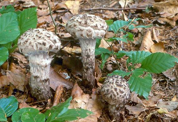 šiškovec šiškovitý - Šiškovec šupinatý Strobilomyces strobilaceus (Scop.) Berk.