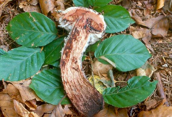 šiškovec šiškovitý - Šiškovec šupinatý Strobilomyces strobilaceus (Scop.) Berk.