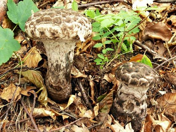 šiškovec šiškovitý - Šiškovec šupinatý Strobilomyces strobilaceus (Scop.) Berk.