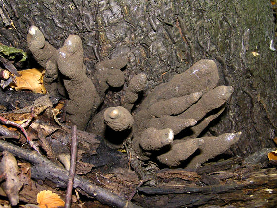 drevnatec kyjakovitý Xylaria polymorpha (Pers.) Grev.