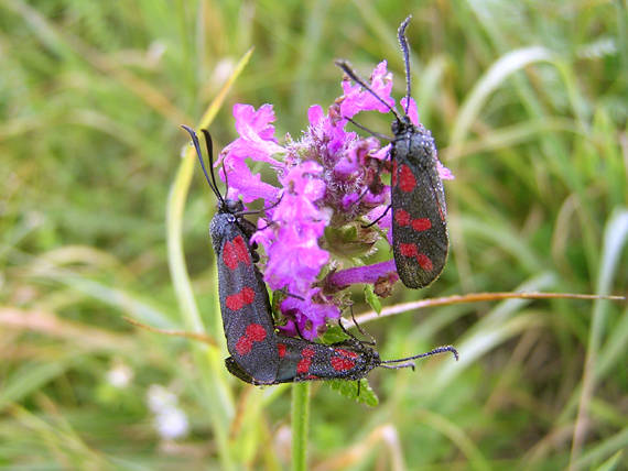 vretienka obyčajná / vřetenuška obecná Zygaena filipendulae Linnaeus, 1758