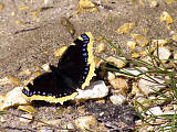 babôčka osiková / babočka osiková