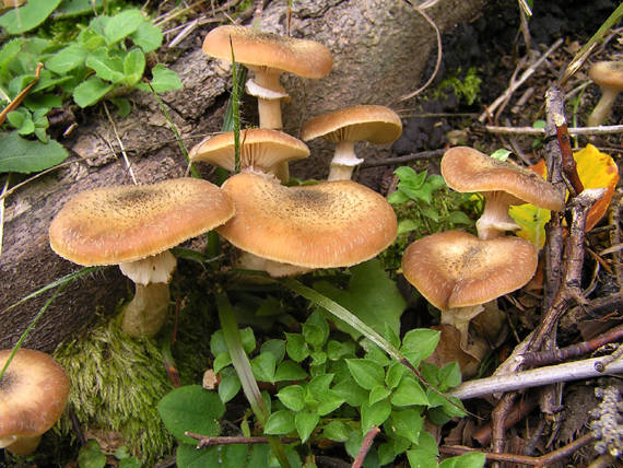 podpňovka žltá Armillaria gallica Marxm. & Romagn.