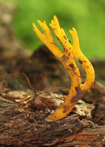 parôžkovec lepkavý Calocera viscosa (Pers.) Fr.