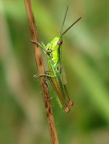 koník lúčny Chorthippus montanus