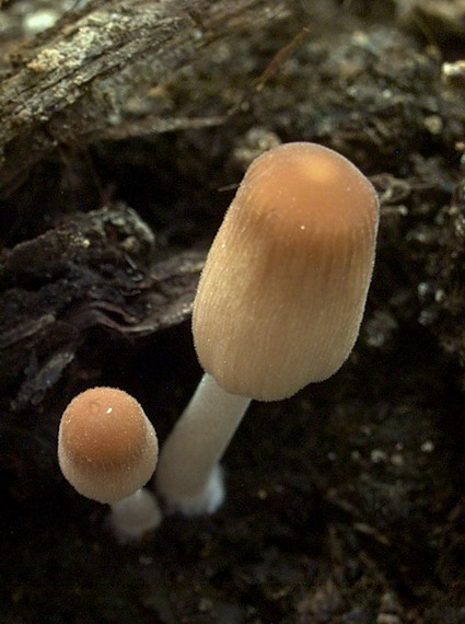 hnojník belavovločkatý Coprinellus velatopruinatus (Bender) Redhead, Vilgalys & Moncalvo