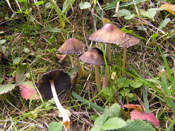 hnojník Coprinus sp.