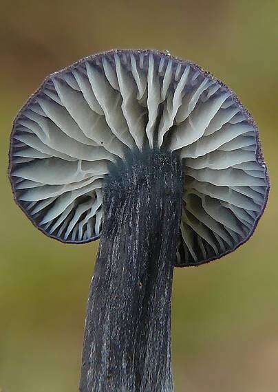 hodvábnica Entoloma sp.