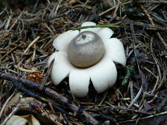 hviezdovka Geastrum sp.