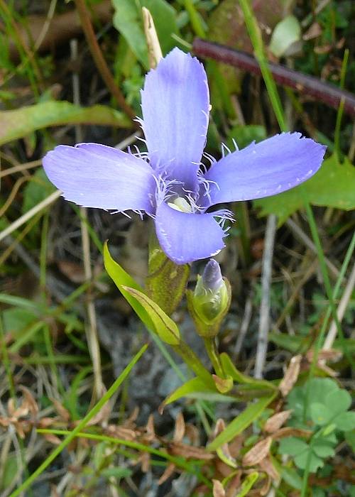 horček brvitý Gentianopsis ciliata  (L.) Ma