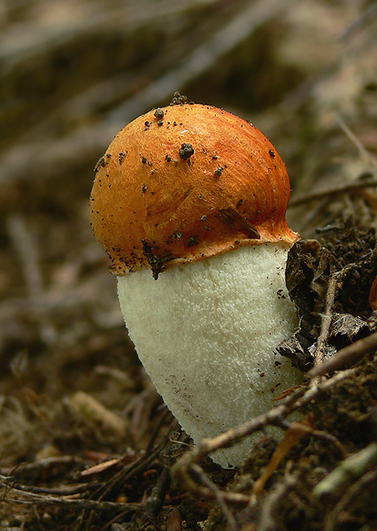 kozák osikový Leccinum albostipitatum den Bakker & Noordel.