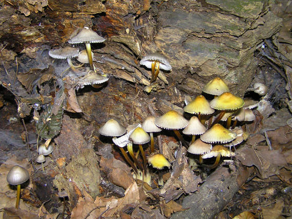 prilbička Mycena sp.