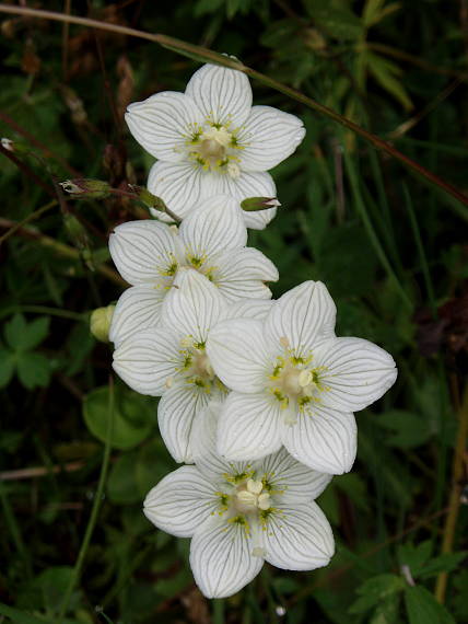 bielokvet močiarny Parnassia palustris L.