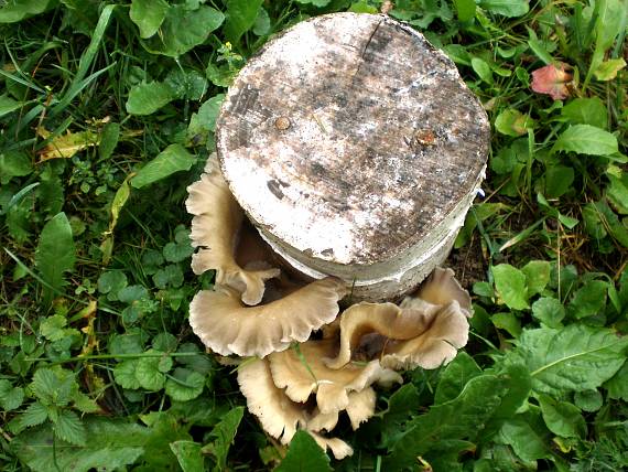 hliva ustricovitá Pleurotus ostreatus (Jacq.) P. Kumm.