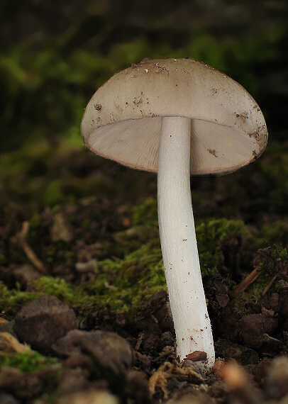 štítovka Pluteus sp.