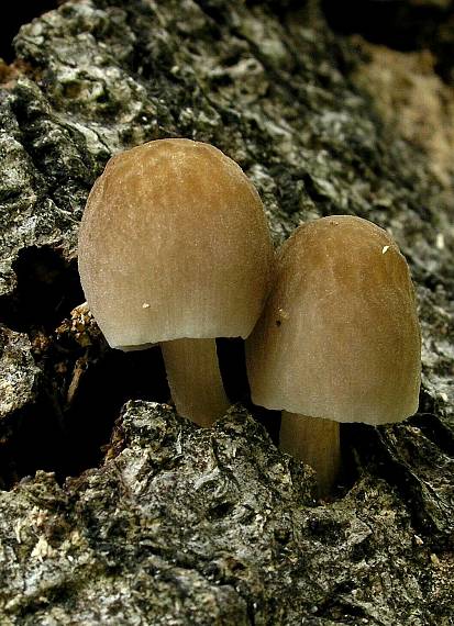 štítovka Pluteus sp.