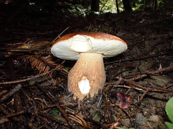 hríb smrekový Boletus edulis Bull.