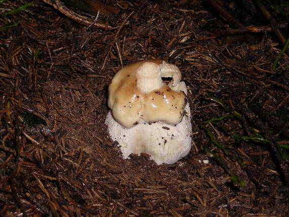 hríb smrekový Boletus edulis Bull.