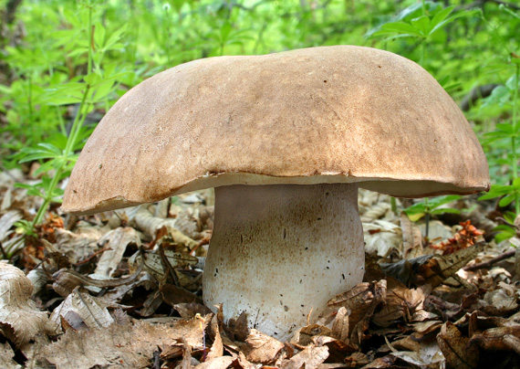 hríb dubový Boletus reticulatus Schaeff.