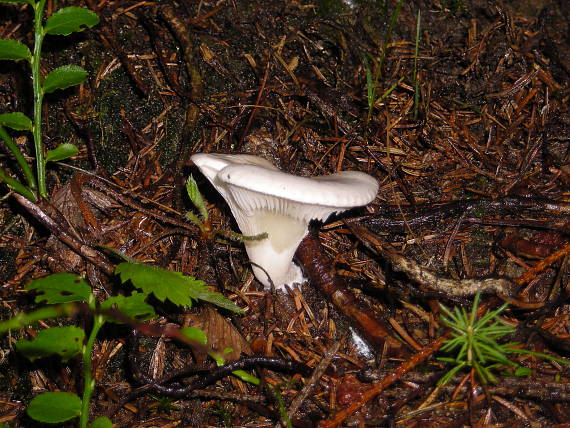 machovka obyčajná Clitopilus prunulus (Scop.) P. Kumm.