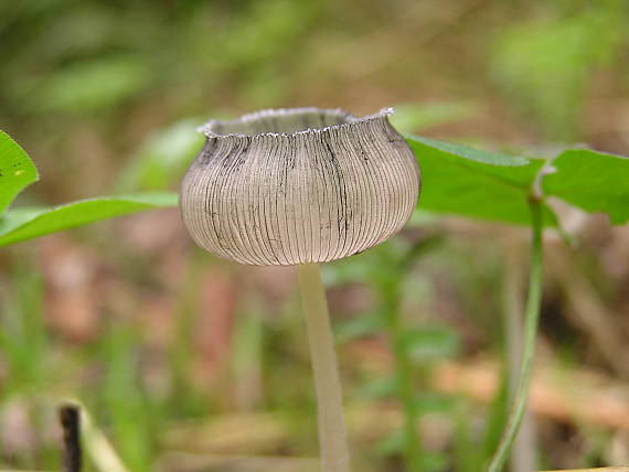 hnojník Coprinus sp.