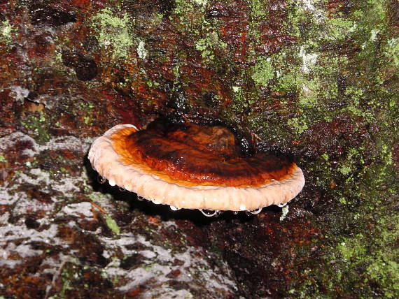 práchnovček pásikavý Fomitopsis pinicola (Sw.) P. Karst.