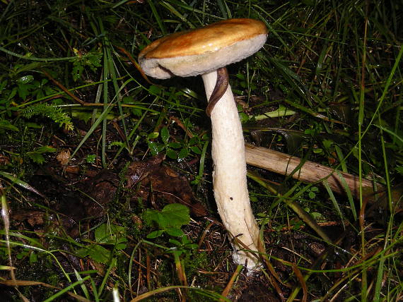 kozák osíkový Leccinum aurantiacum (Bull.) Gray