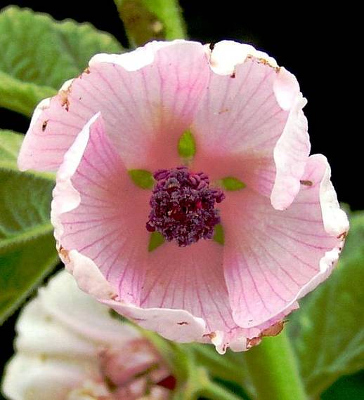 susedovie kvety Malvaceae