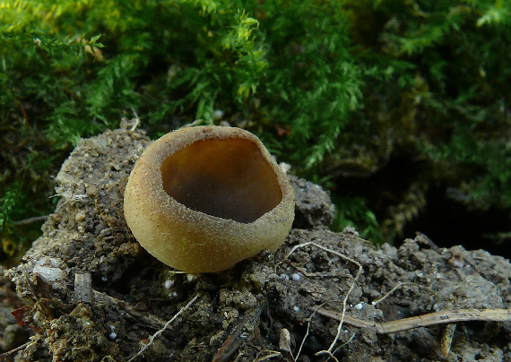 čiaška Peziza sp.