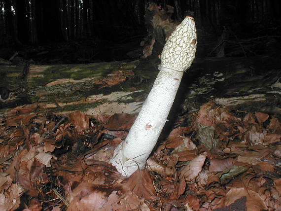 hadovka smradľavá Phallus impudicus L.