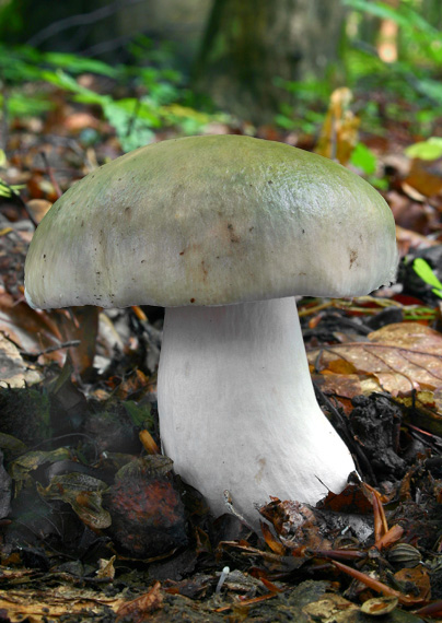 plávka Russula sp.