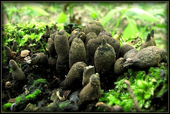 dřevnatka mnohotvárná Xylaria polymorpha (Pers.) Grev.