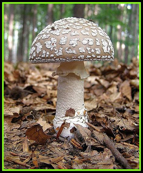 muchomůrka šedivka-Muchotrávka hrubá Amanita excelsa (Fr.) Bertill.