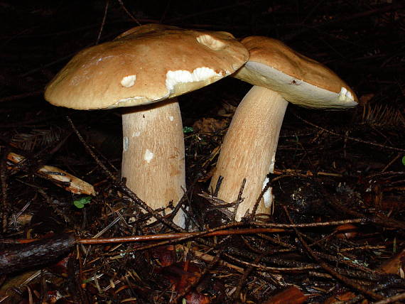 hríb smrekový Boletus edulis Bull.