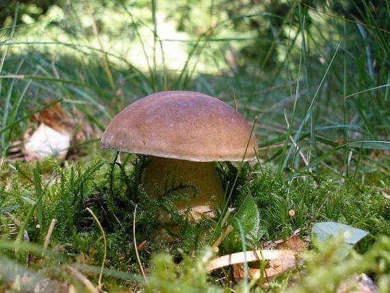 hríb smrekový Boletus edulis Bull.