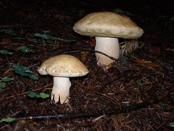 hríb Boletus sp.