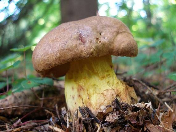 hríb horský Butyriboletus subappendiculatus (Dermek, Lazebn. & J. Veselský) D. Arora & J.L. Frank