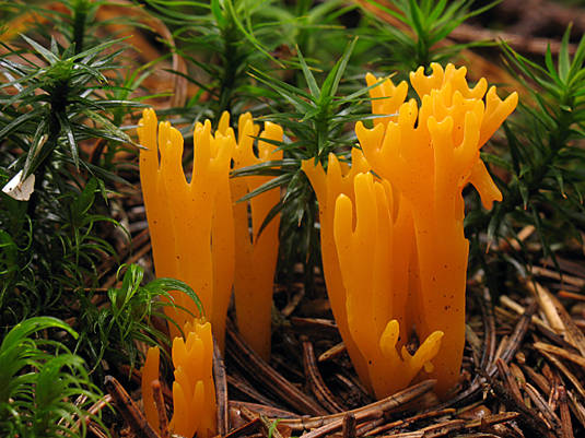 parôžkovec lepkavý Calocera viscosa (Pers.) Fr.