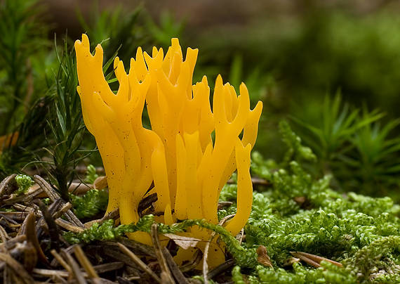 parôžkovec lepkavý Calocera viscosa (Pers.) Fr.