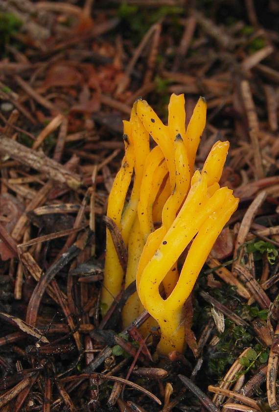 parôžkovec lepkavý Calocera viscosa (Pers.) Fr.