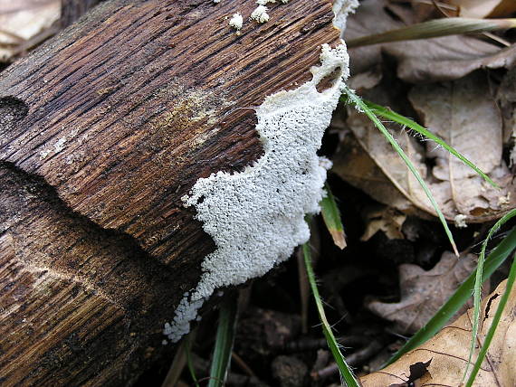 rohačka kríčkovitá Ceratiomyxa fruticulosa var. fruticulosa (O.F. Müll.) T. Macbr