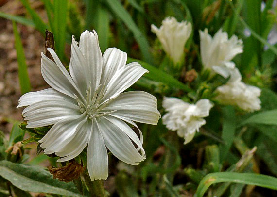 čakanka obyčajná Cichorium intybus L.