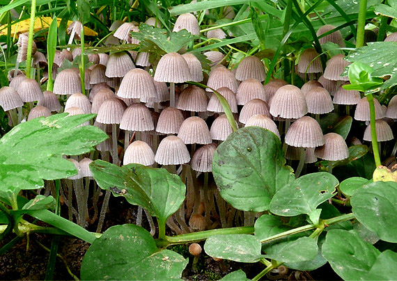 hnojník rozsiaty Coprinellus disseminatus (Pers.) J.E. Lange