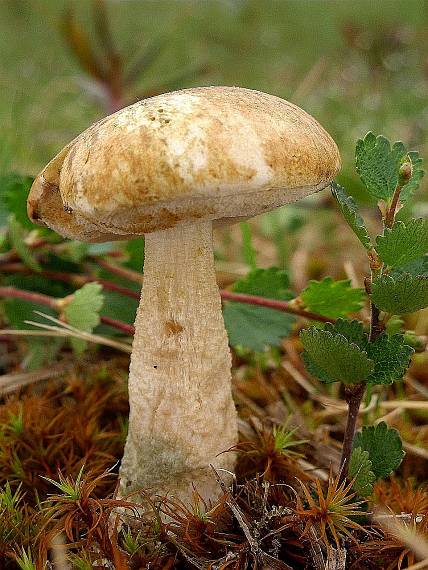 kozák trpasličí Leccinum rotundifoliae