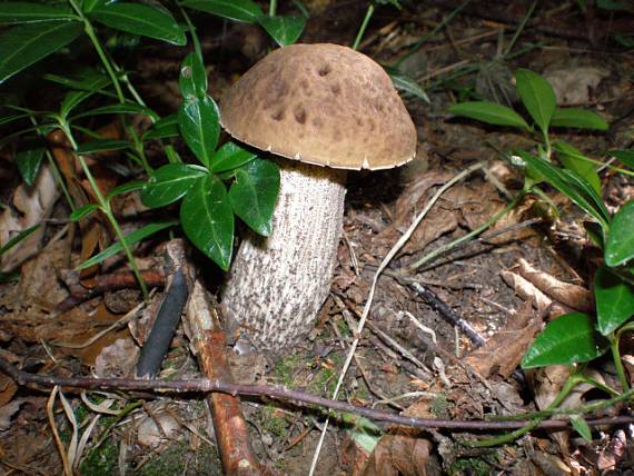 kozák brezový Leccinum sp.