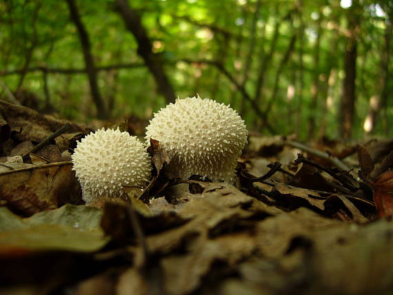 prášnica bradavičnatá Lycoperdon perlatum Pers.