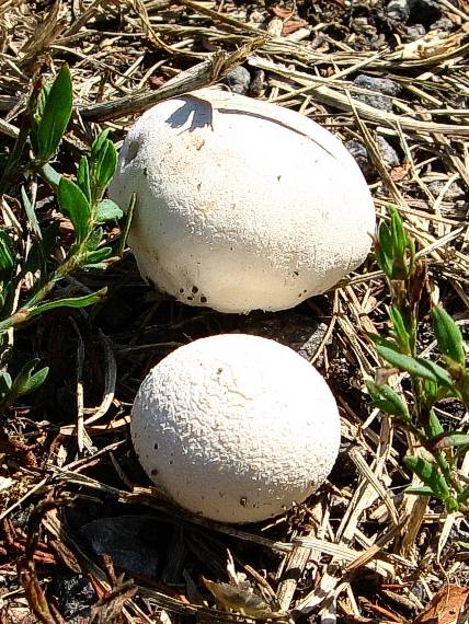 rozpadavec dlabaný Lycoperdon utriforme Bull.